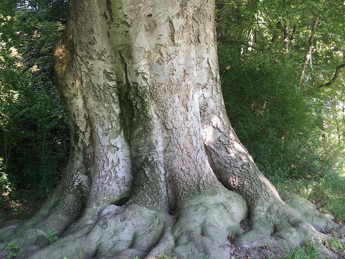 Wurzel Baum